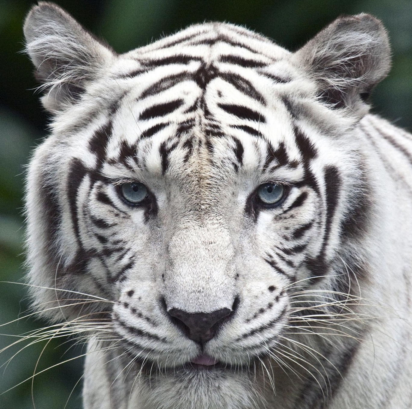 white tiger