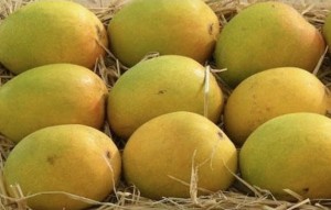 Alfanso mangoes from Rathnagiri