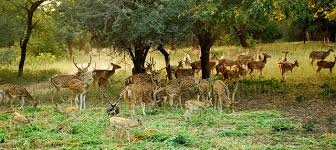 Mahavir Harina Vanasthali National Park is a deer national park located in Vanasthalipuram, Hyderabad, Telangana, India