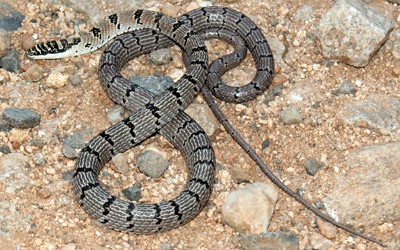 flying snake -Chrysopelea Taprobanica