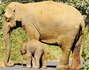 Wild Elephant  gave birth to a calf