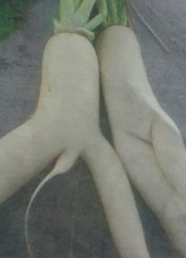 Veg - male and female radishes