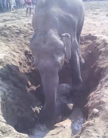 baby elephant rescued