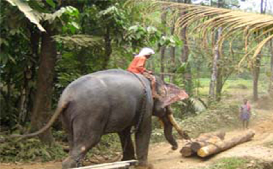 Elephant logs