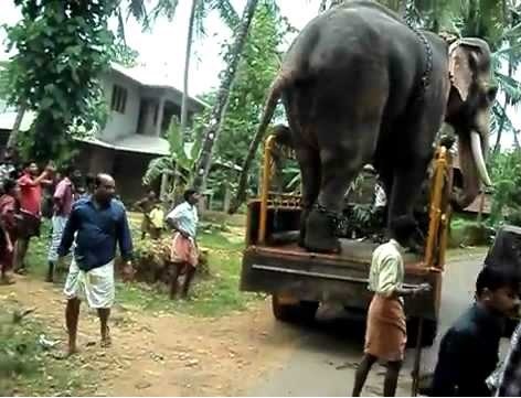 Elephant Ambulance