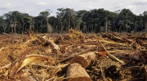 Brazil illegal loggers