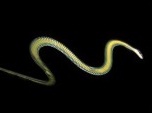 flying snake -Chrysopelea