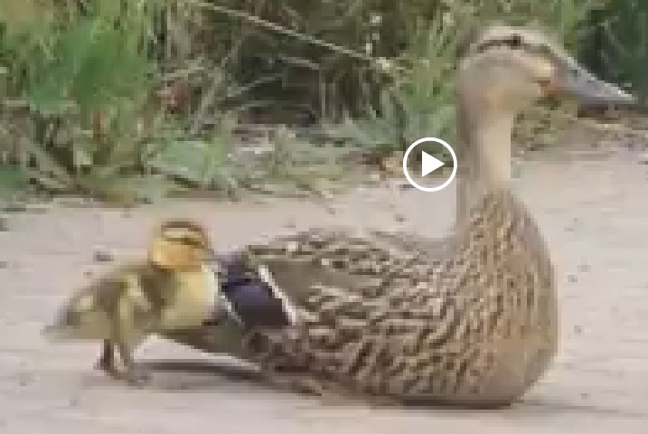 Duckling rescue