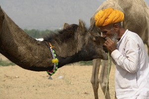 (1)_Pushkar_Fair,_Camel_Festival,_I_love_my_camel (1)