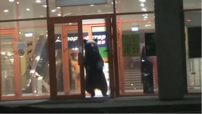 Three- year- old Bear opening the front door