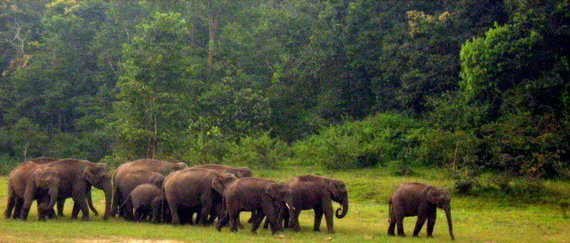 Herd of wild elephants at Tekkady