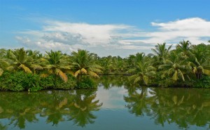 Backwaters of kerala lined with coconut trees