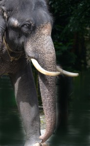 We need your help to save the elephants 