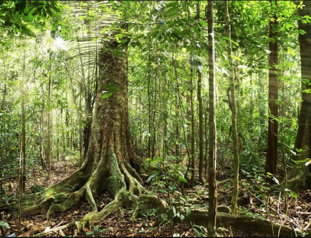 amazon rainforest ecosystem amazon rainforest ecosystem