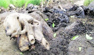 Elephant carcass left by poachers