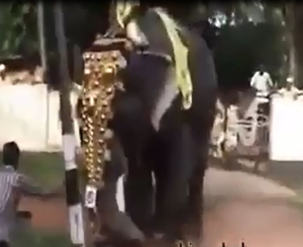 mad elephant