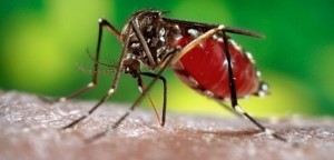 Mosquito carrying zika virus.