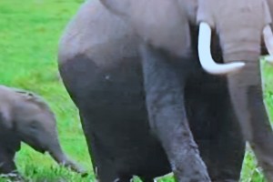 elephants at Tanzania