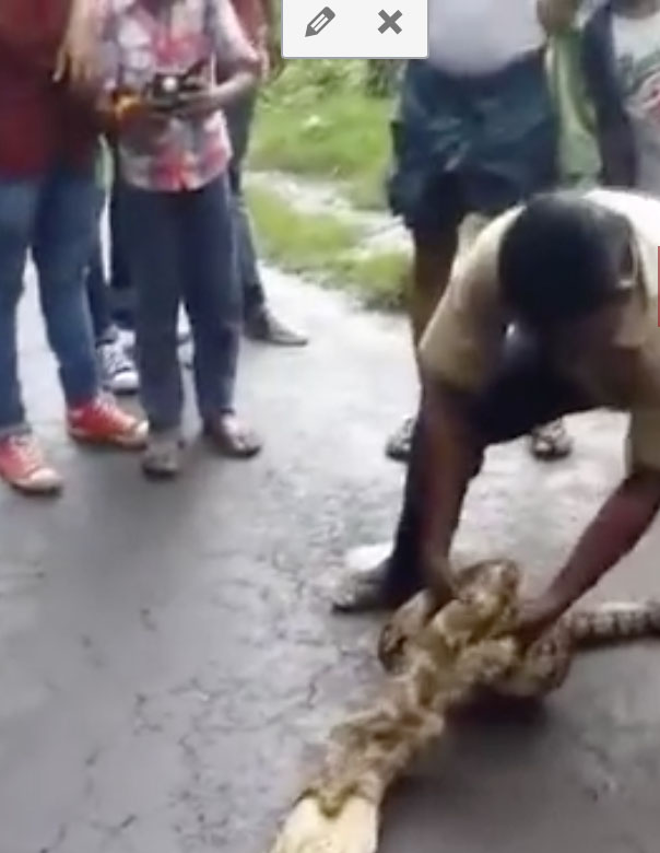 Man squeezes goats from Python