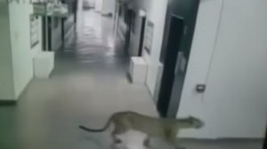 Leopard in school