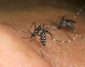 Zia Virus mosquito
