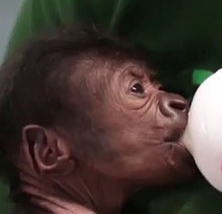 Baby gorilla