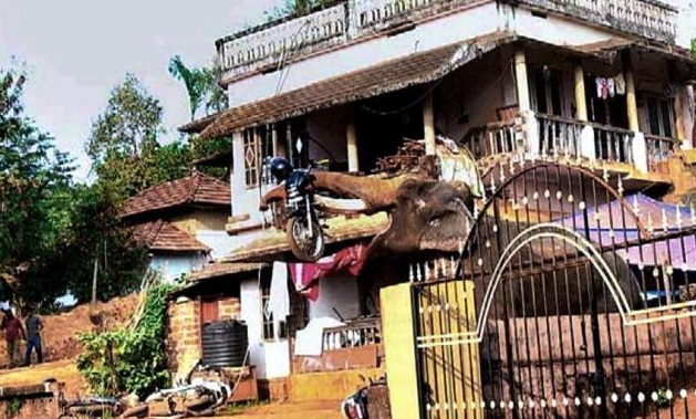 Elephant Vishnu turned violent at Kottaram fesitval in Mallapuram district