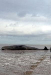 Sperm whale dies