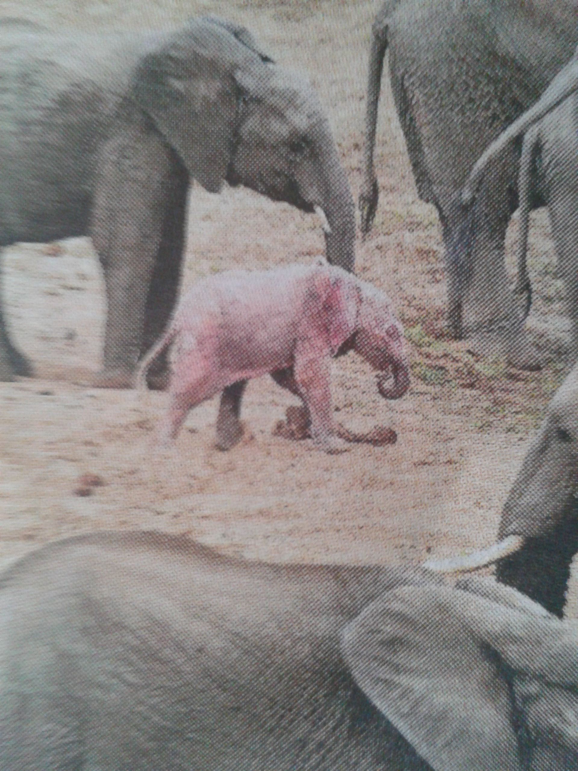 Elephant - Pink