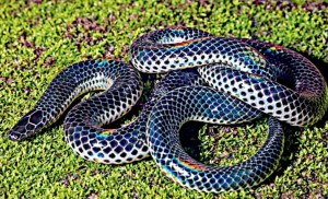 New species of burrowing snake