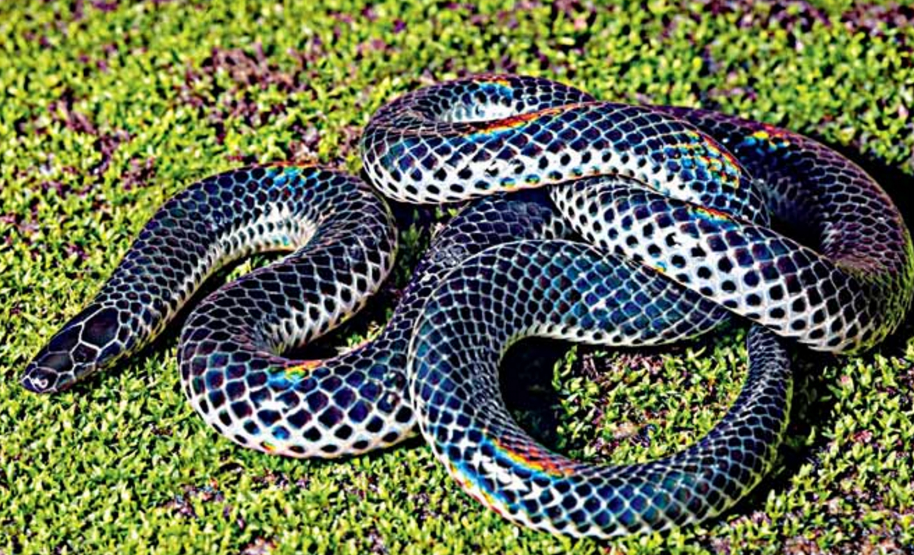 New species of  burrowing snake