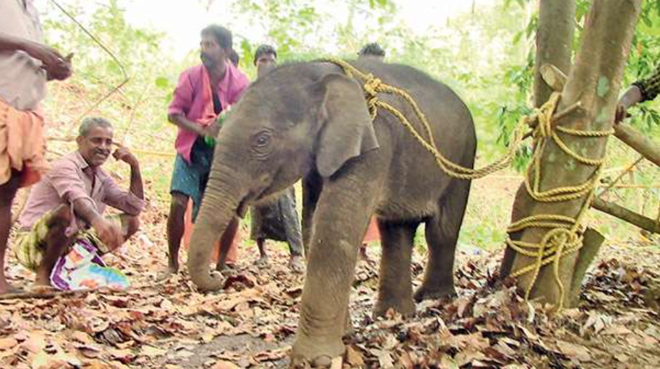 Strayed Baby elephant who wanted to cared by humans