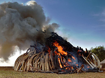 100 tonnes of illegal ivory burned