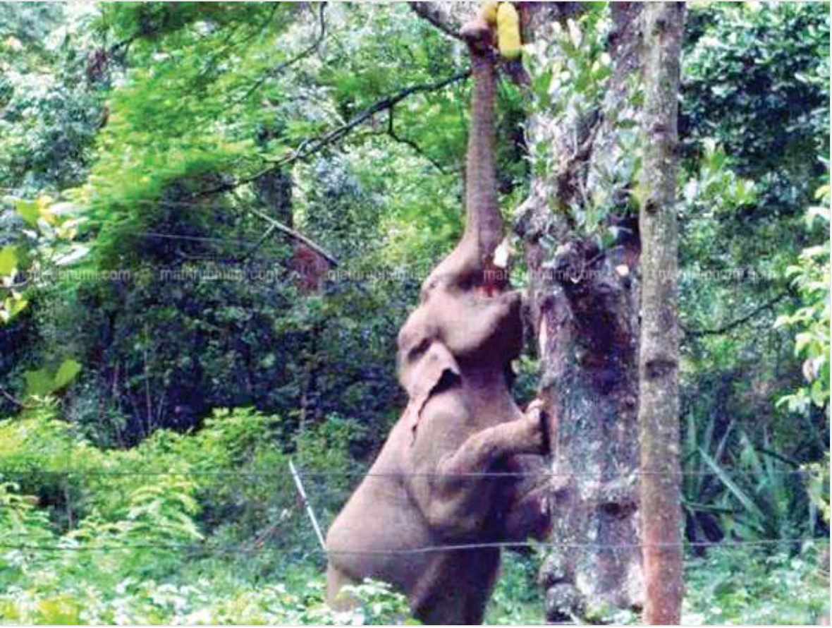 A wild elephants plucking jack fruit