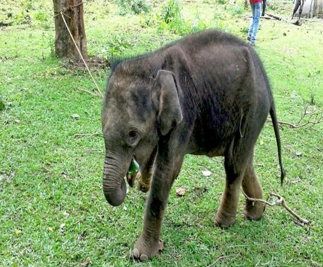 One and a half month old baby elephant abandoned