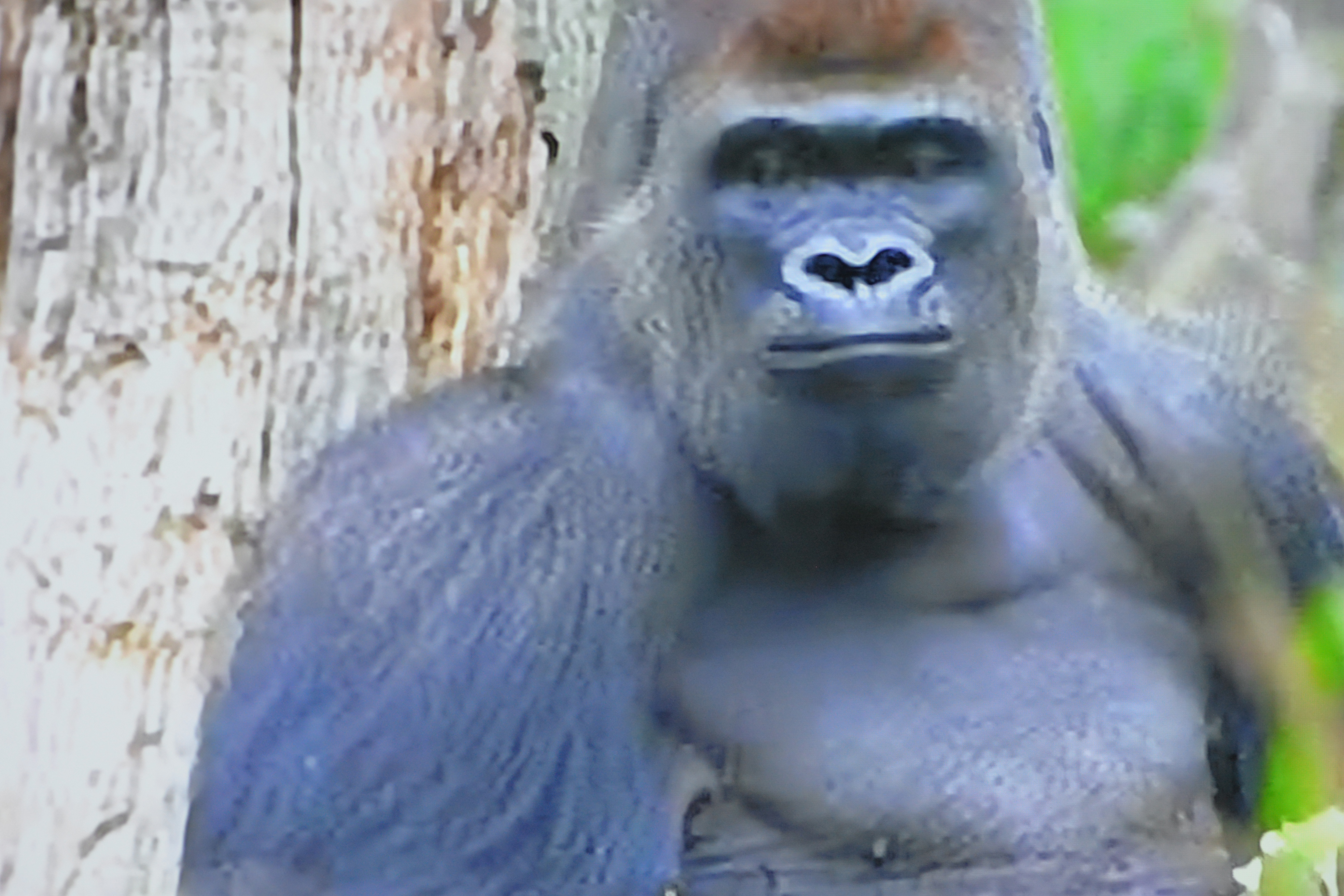 Gorilla escapes London Zoo