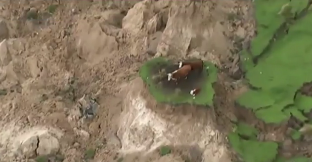 Three stranded cows rescued