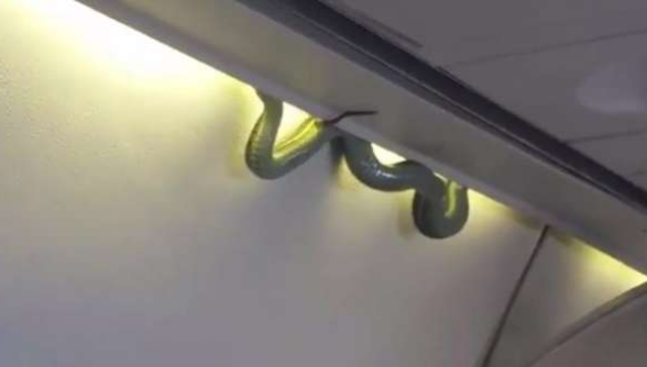 Snake in plane