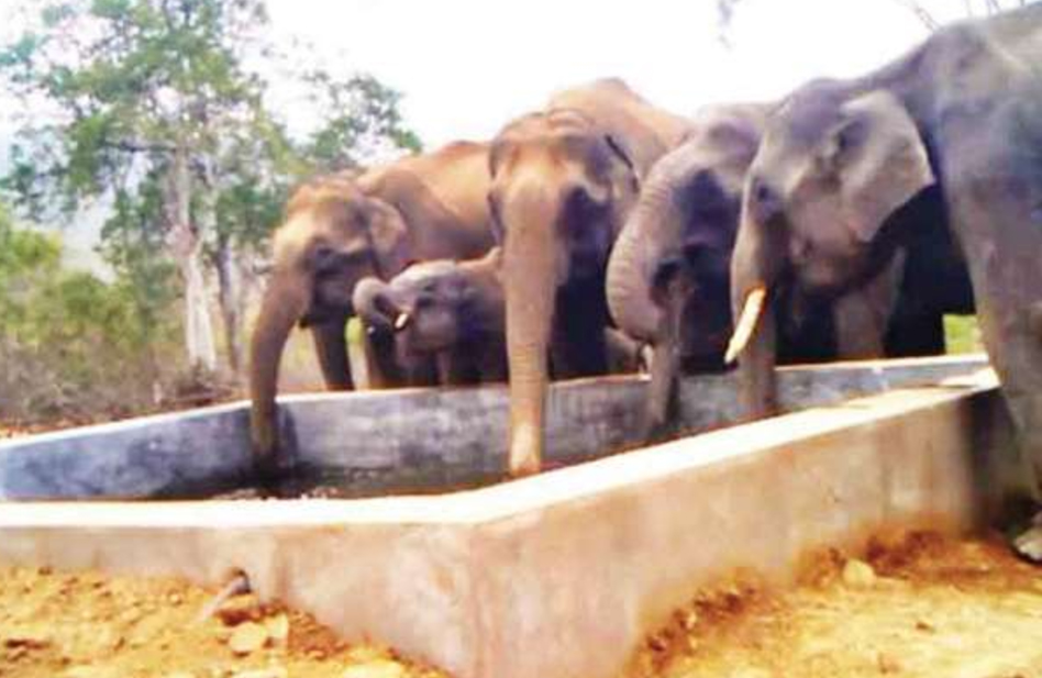 Herds of forest elephants in search of water