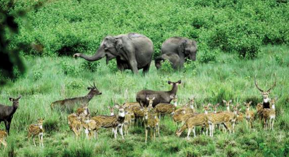 Wayanad Wild life sanctury in India.