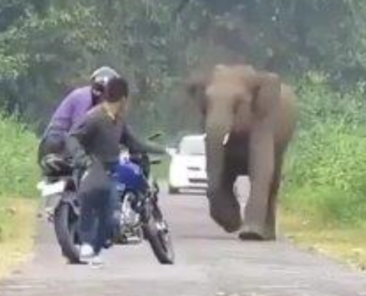 raging elephant keep off roads