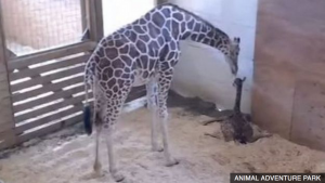 Giraffe April delivers calf