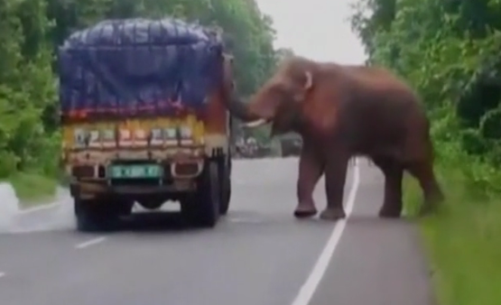 Hungry elephant