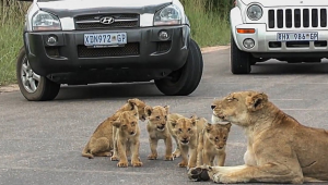 Lion cubs blocking the road at Kruger National Park