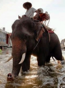 Dozens of elephants to the rescue