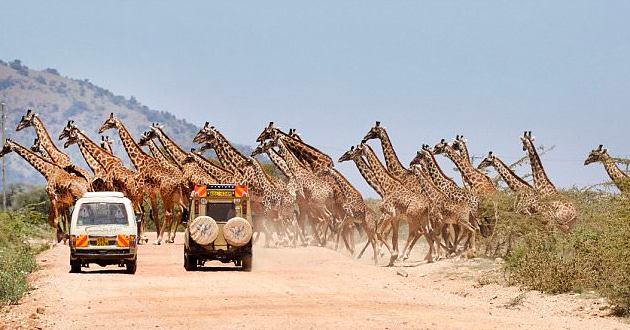 Thirty giraffes strolling across the road in Kenya, blocking tourists on their way to Maasai Mara. This view was an unexpected treat for the tourists.