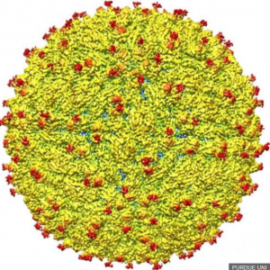 Zika virus seen through Cyro-TM 