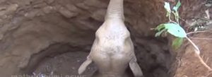 Baby elephant falls into a well