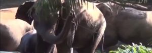Mummy elephant shows gratitude for rescuing the calf.