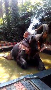 Sharing a bath with elephant
